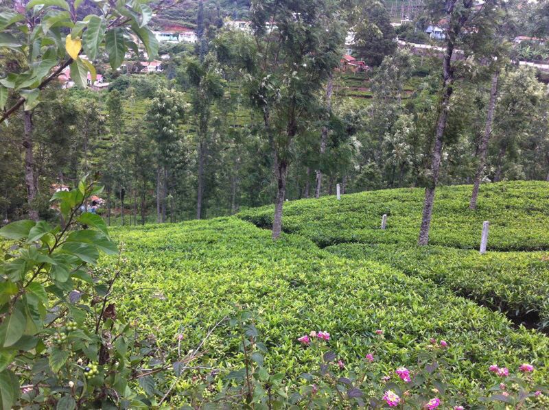 75 Cents Land Kotagiri