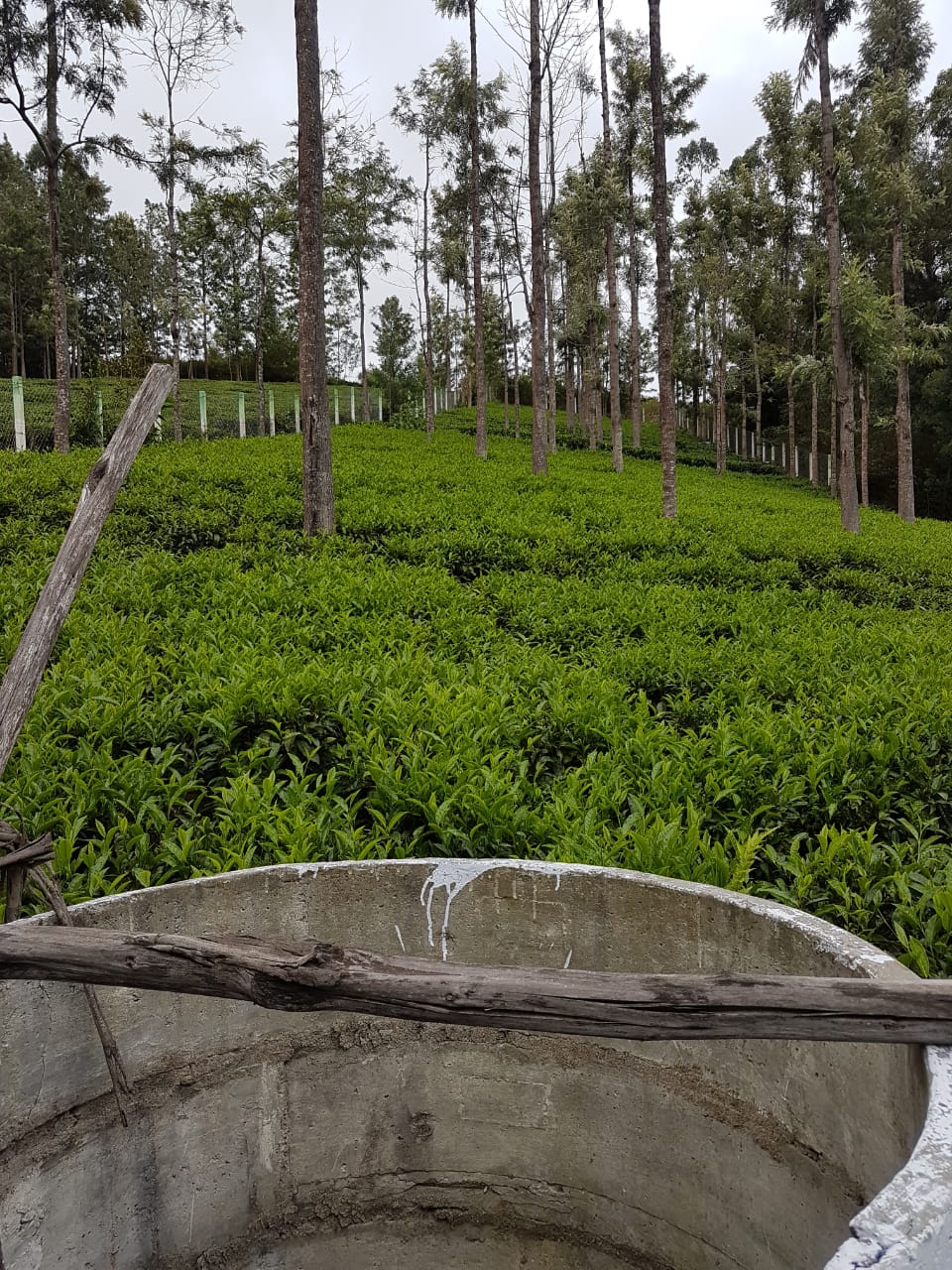 55 Cents Land Kotagiri